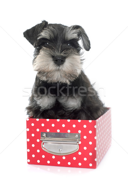 puppy miniature schnauzer Stock photo © cynoclub