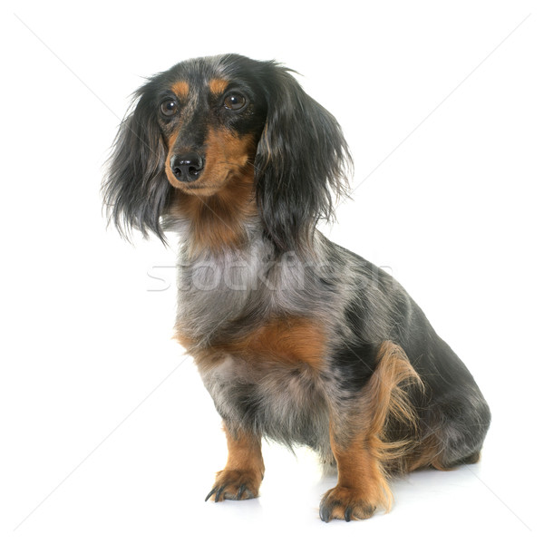 dachshund  in studio Stock photo © cynoclub