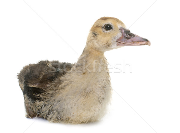 Patito estudio blanco granja jóvenes agricultura Foto stock © cynoclub