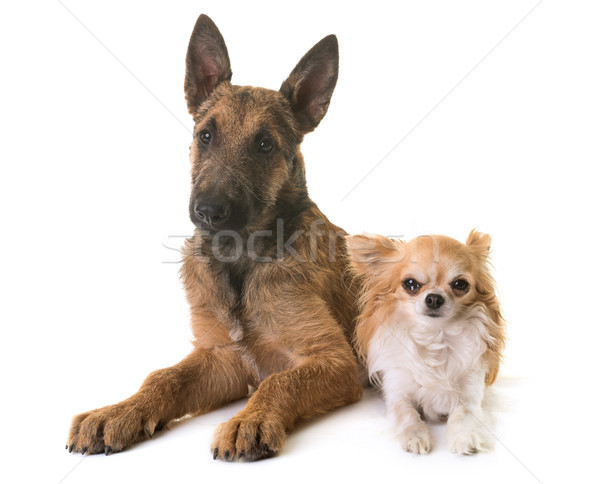 puppy belgian shepherd laekenois and chihuahua Stock photo © cynoclub