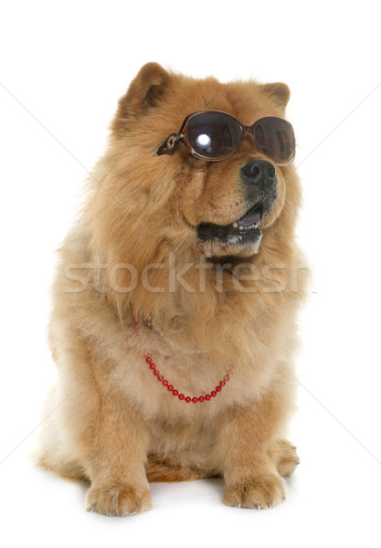 chow chow with glasses Stock photo © cynoclub