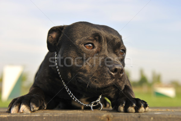 staffordshire bull terrier Stock photo © cynoclub