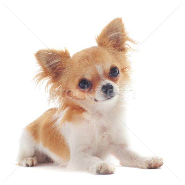 子犬 肖像 かわいい 小さな 白 ストックフォト © cynoclub