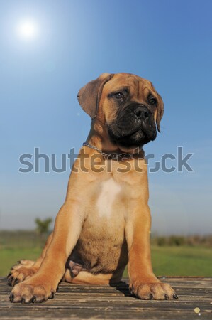 Labrador retriever opleiding hemel gras Stockfoto © cynoclub