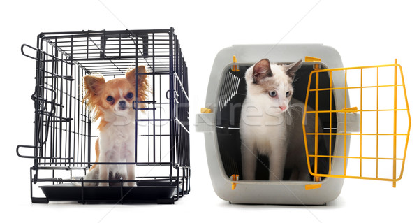 Stock photo: chihuahua and cat in kennel