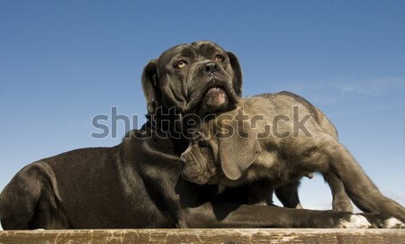 Kutyakölyök olasz masztiff portré fiatal fajtiszta Stock fotó © cynoclub