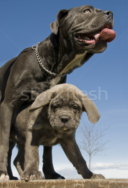 Olasz masztiff anya kutyakölyök fajtiszta együtt Stock fotó © cynoclub