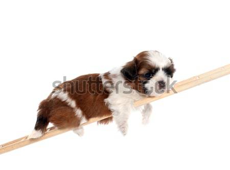 puppy bernese moutain dog Stock photo © cynoclub