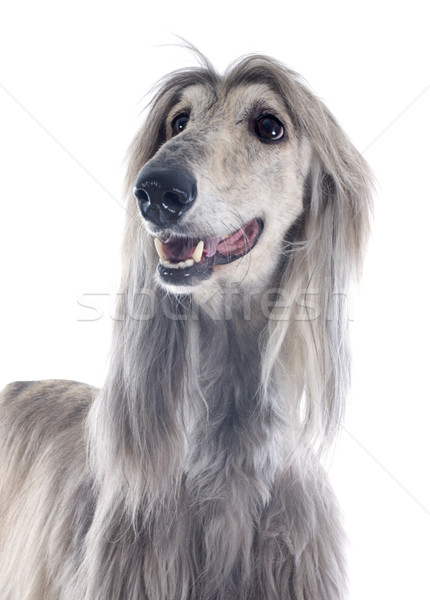 afghan dog Stock photo © cynoclub