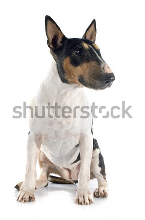bull terrier Stock photo © cynoclub