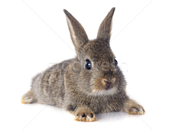 stock photo: european rabbit