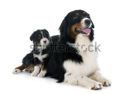 Foto stock: Australiano · cão · feminino · adulto · fundo · branco