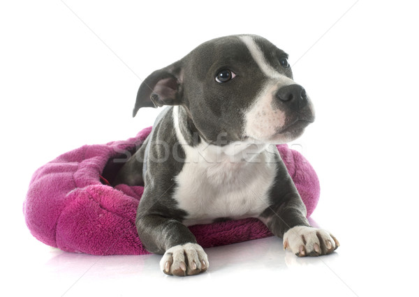 puppy staffordshire bull terrier Stock photo © cynoclub