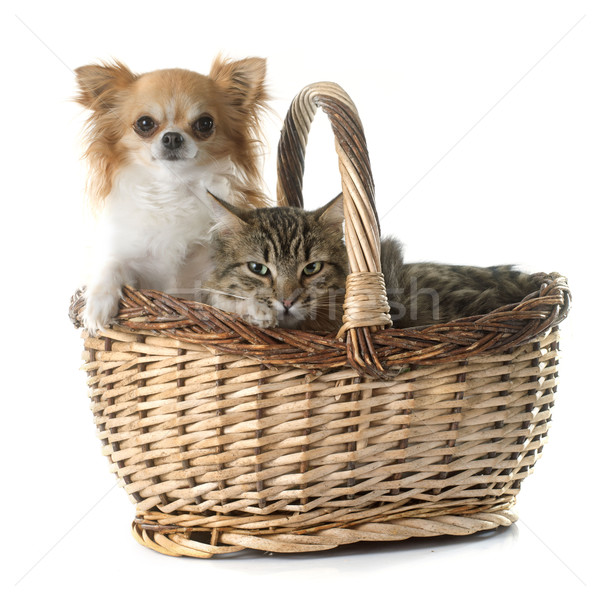 tabby cat and chihuahua in basket  Stock photo © cynoclub