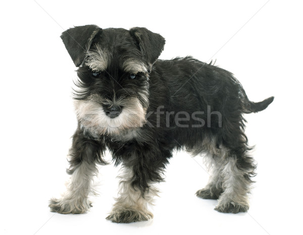 Cucciolo miniatura schnauzer bianco cane Foto d'archivio © cynoclub