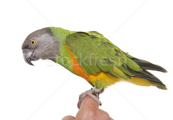 Szenegál papagáj stúdió fehér kéz zöld Stock fotó © cynoclub