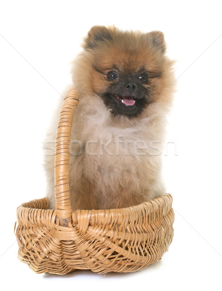 young pomeranian dog Stock photo © cynoclub