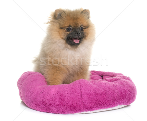 young pomeranian dog Stock photo © cynoclub