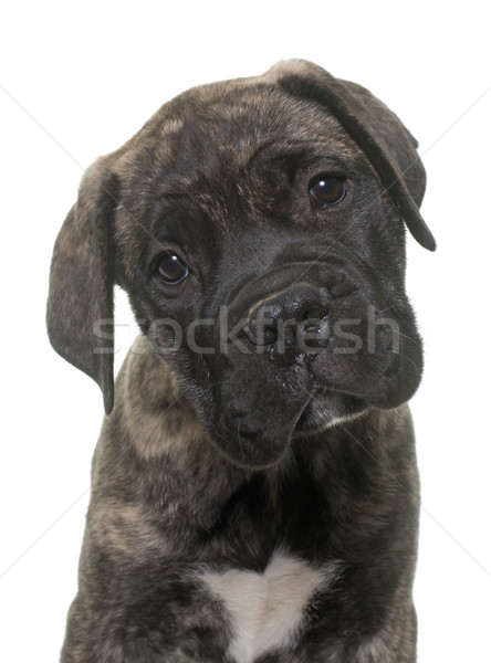 Stock fotó: Kutyakölyök · bika · masztiff · fehér · fiatal · állat