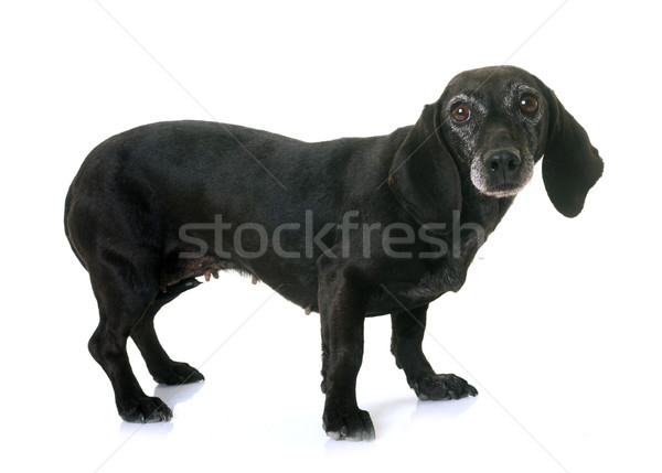 old black dachshund Stock photo © cynoclub