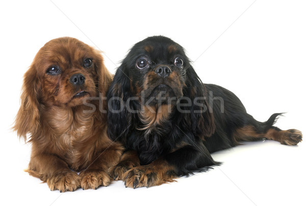 puppy cavalier king charles Stock photo © cynoclub