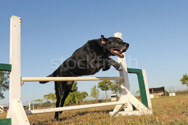 Labrador retriever mozgékonyság fajtiszta öreg ugrik képzés Stock fotó © cynoclub