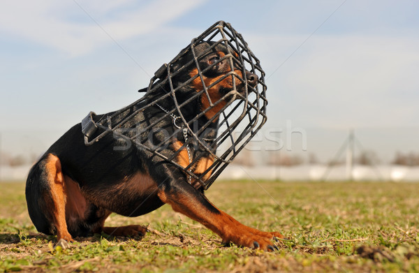 Miniatur Maulkorb reinrassig Bereich Hund Tier Stock foto © cynoclub