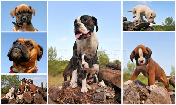 Boxeur photos chiens chiots Photo stock © cynoclub