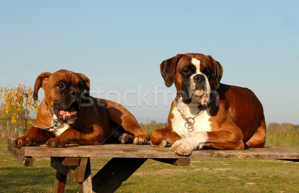 Stock photo: family boxer