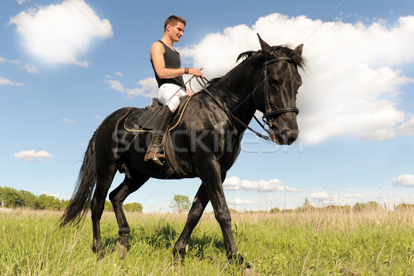 Tânăr cal negru armasar câmp om Imagine de stoc © cynoclub