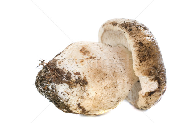 boletus edulis Stock photo © cynoclub