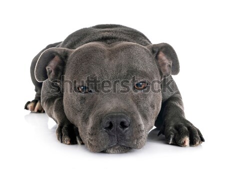 Köpek yavrusu doberman portre siyah beyaz Stok fotoğraf © cynoclub