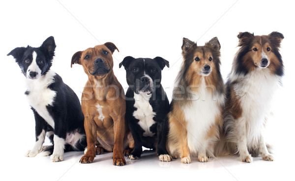 five dogs Stock photo © cynoclub