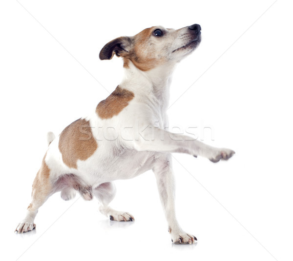 Stock photo: jack russel terrier