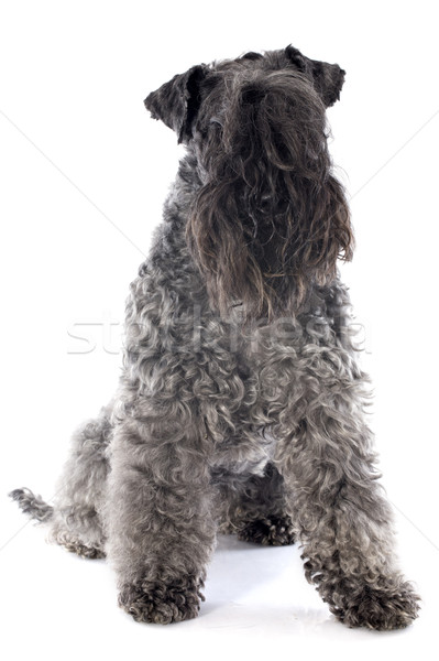 Stock photo: kerry blue terrier