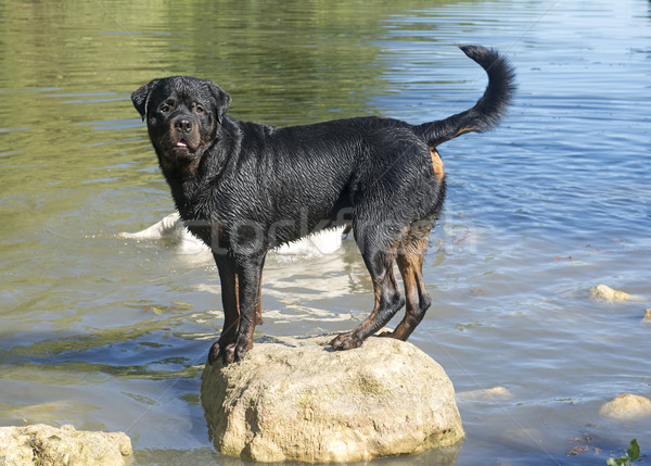 [[stock_photo]]: Rottweiler · portrait · natation · rivière · sport