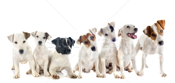 Stock photo: group of jack russel terrier