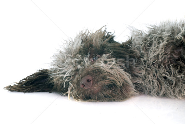 Stock photo: puppy Lagotto Romagnolo