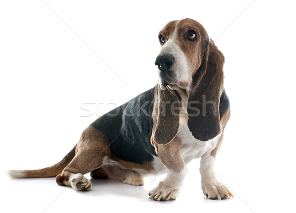 basset hound Stock photo © cynoclub