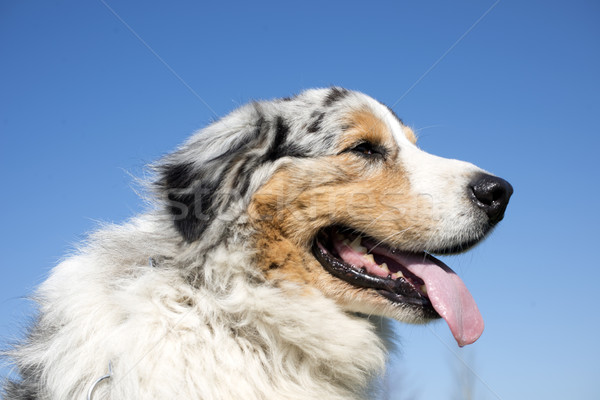 Foto stock: Australiano · pastor · blue · sky · cão · sol · verão