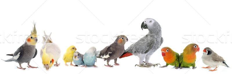 Grup kuşlar evcil hayvan Afrika gri papağan Stok fotoğraf © cynoclub