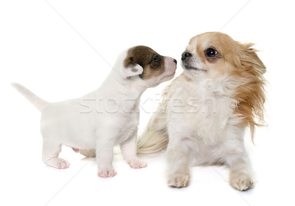 puppy jack russel terrier and chihuahua Stock photo © cynoclub
