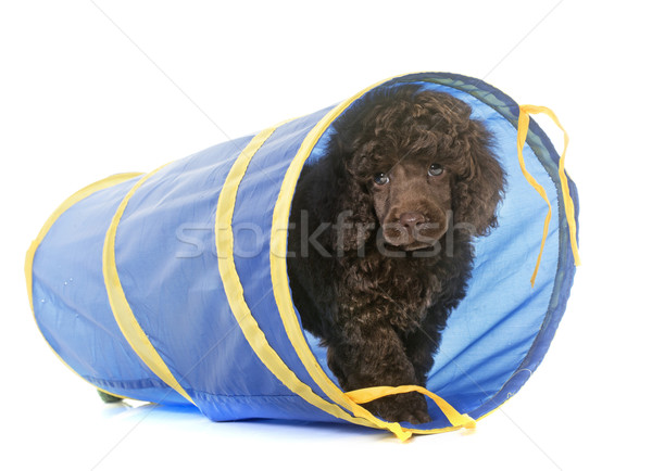 puppy brown poodle in agility Stock photo © cynoclub