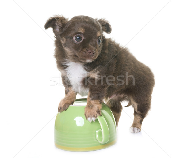 puppy chihuahua Stock photo © cynoclub