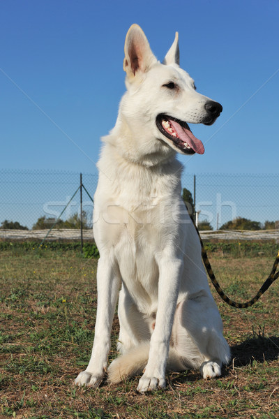 Swiss shepherd  Stock photo © cynoclub