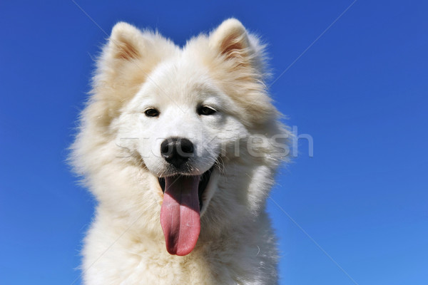 puppy samoyed dog Stock photo © cynoclub