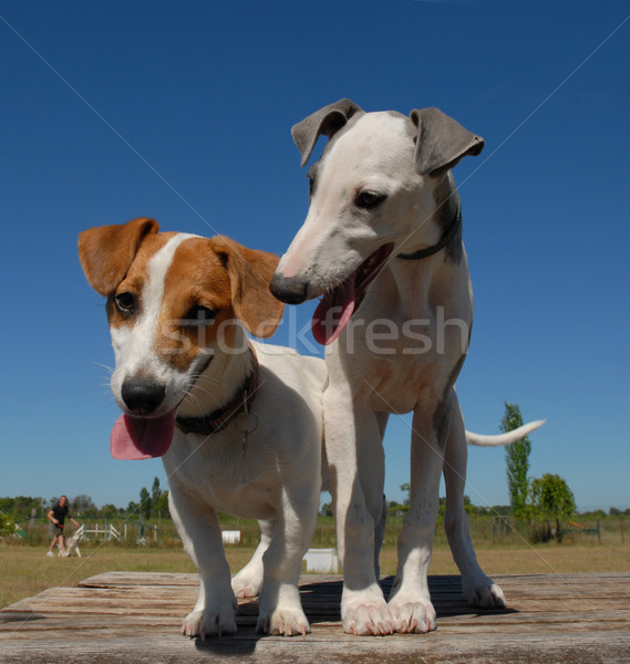 two little dogs Stock photo © cynoclub