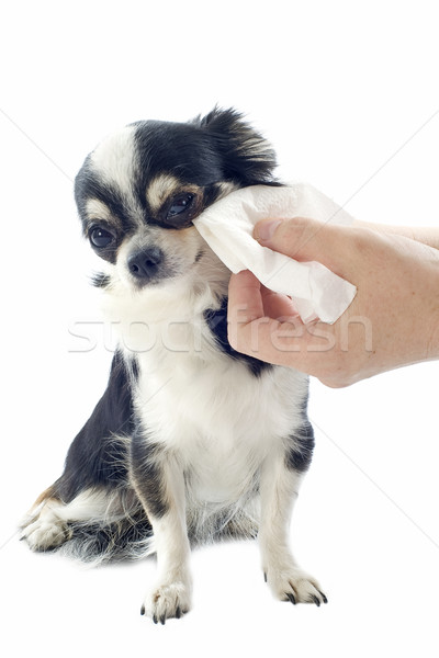 grooming of chihuahua Stock photo © cynoclub