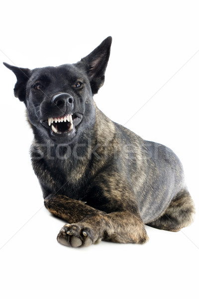 Agresiv Olanda cioban portret studio gură Imagine de stoc © cynoclub