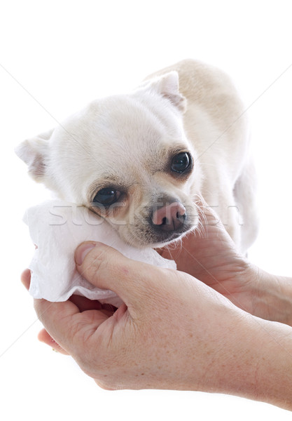 Cão branco estúdio animal de estimação lavagem fundo branco Foto stock © cynoclub